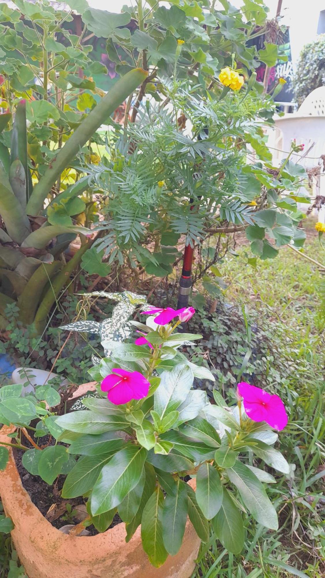 Pousada Flora Buzios Dış mekan fotoğraf